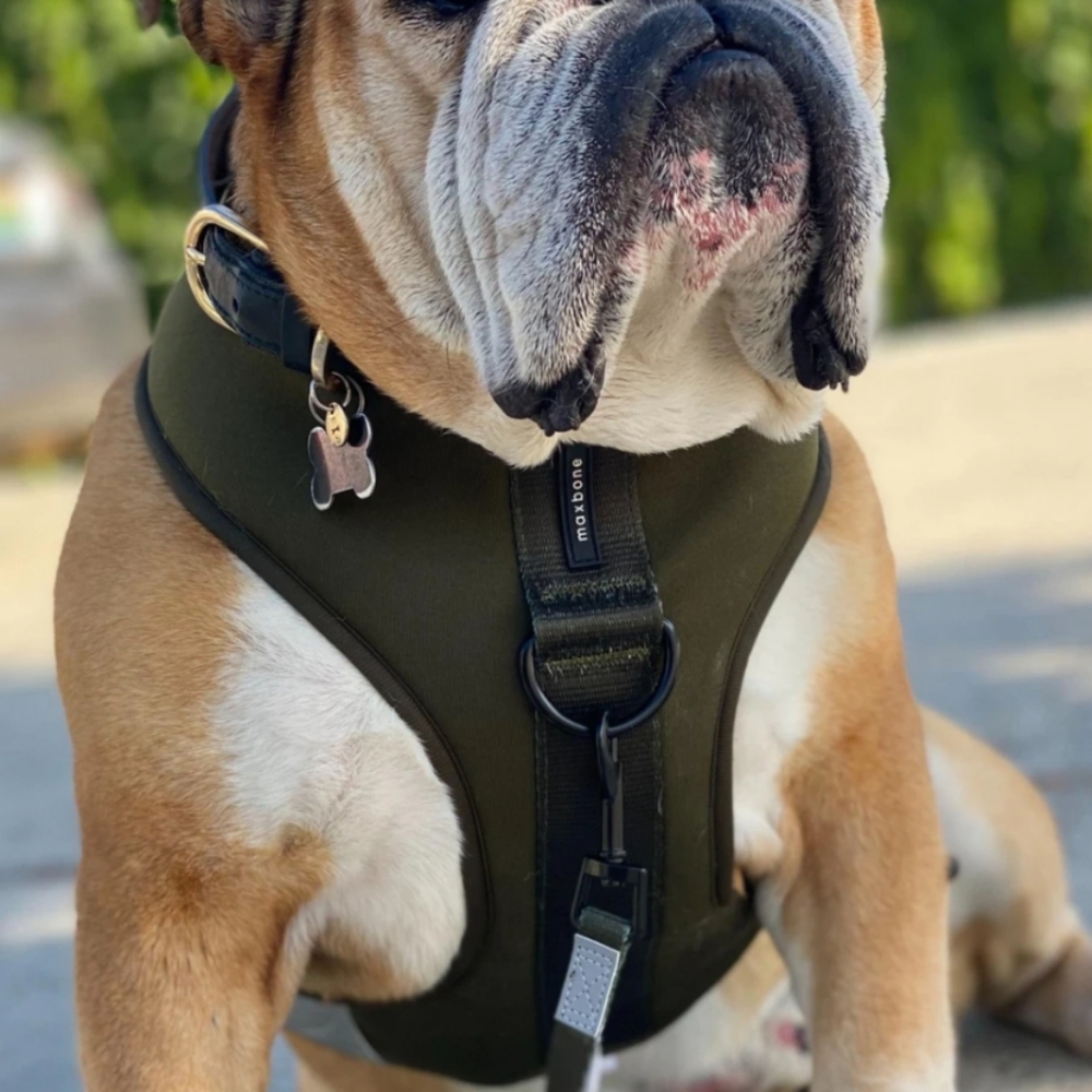 *Host Pick* NWOT MaxBone Sport Harness